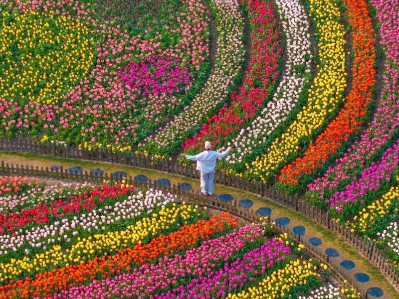 公园绿化花卉种子