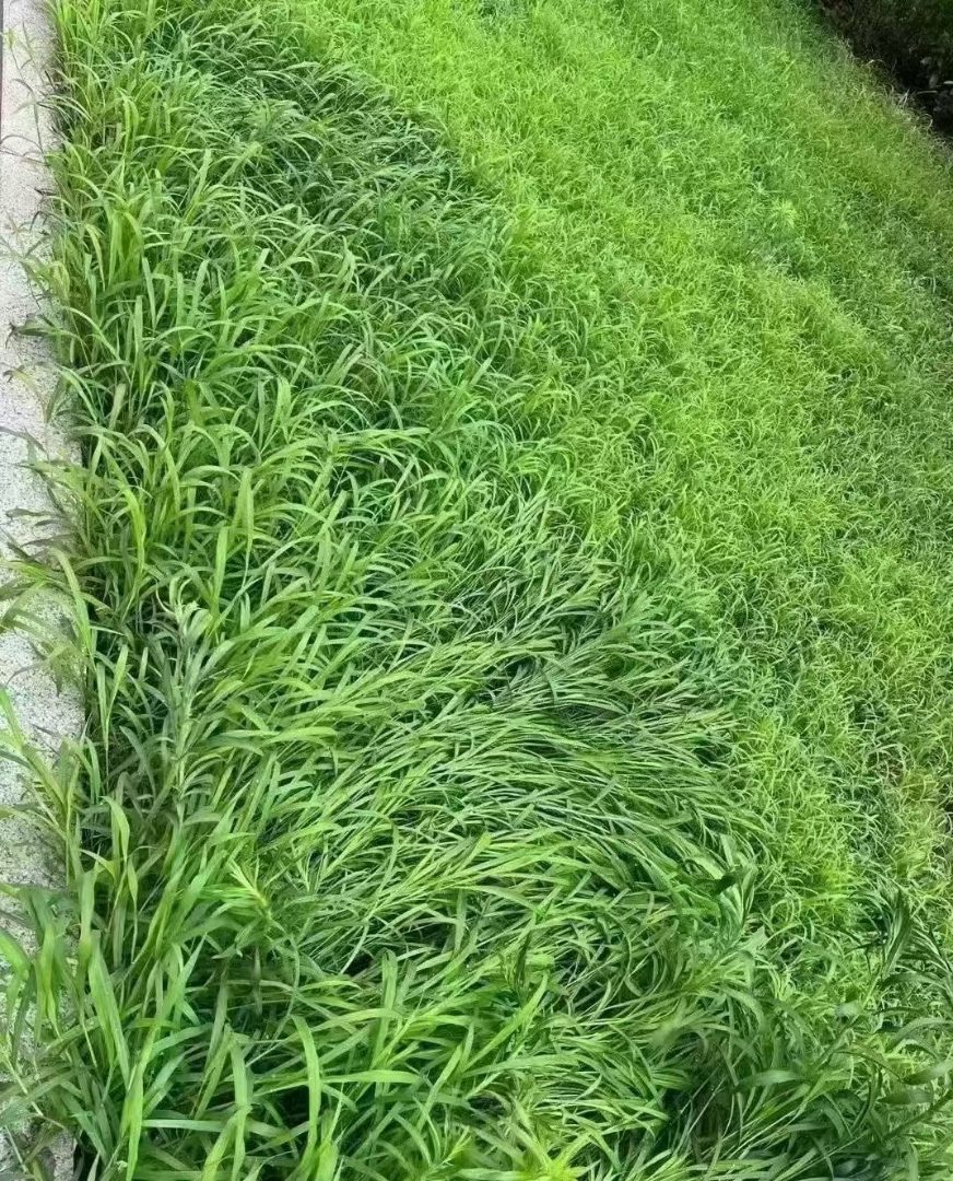 多季节护坡草籽