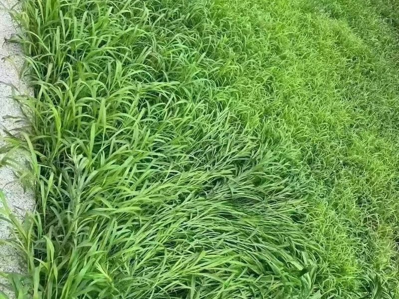 多季节护坡草籽