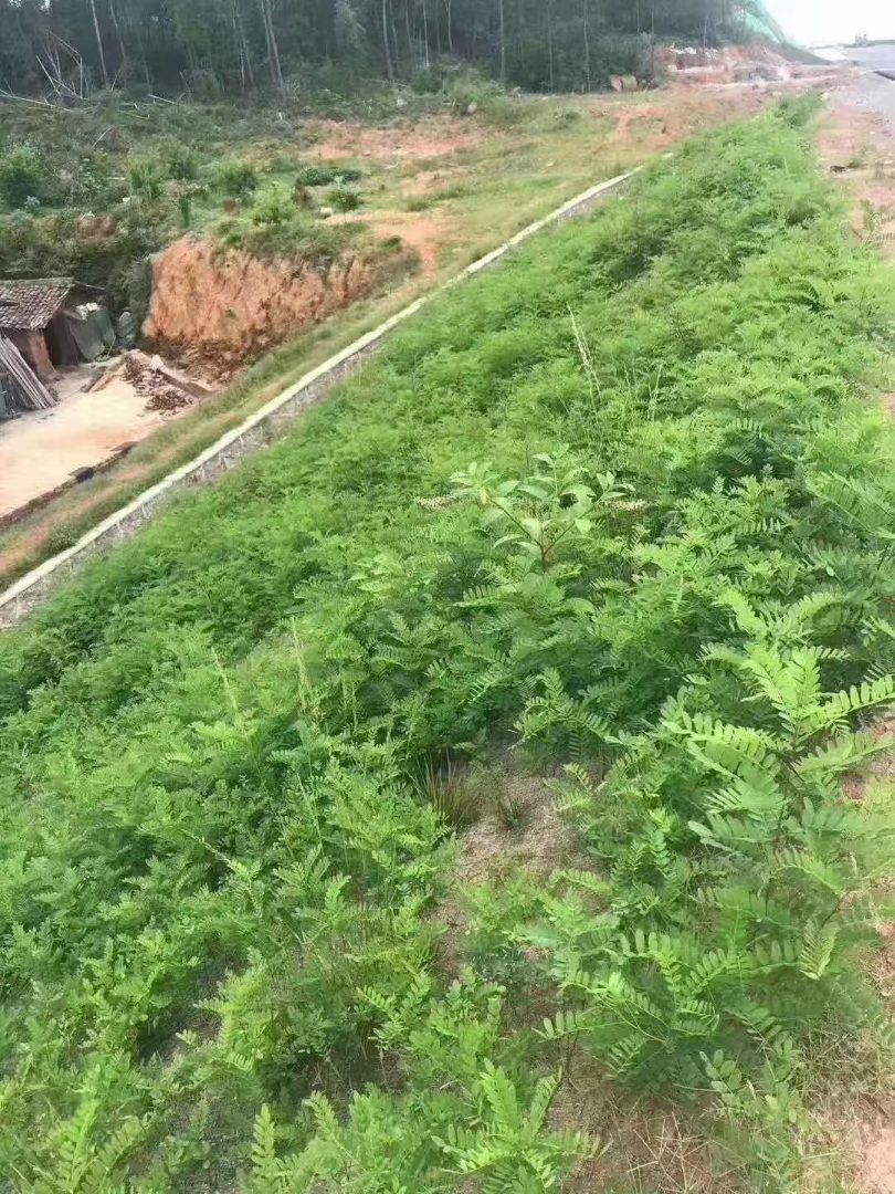 银合欢