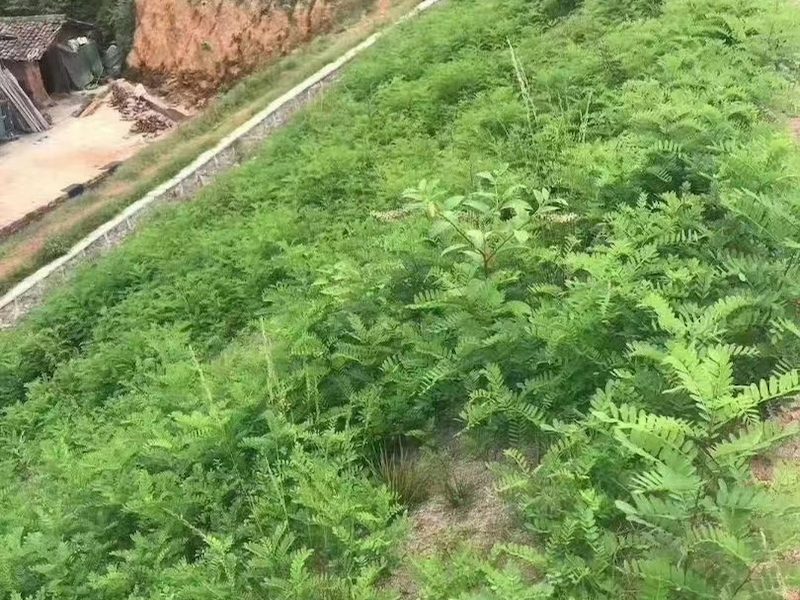 银合欢