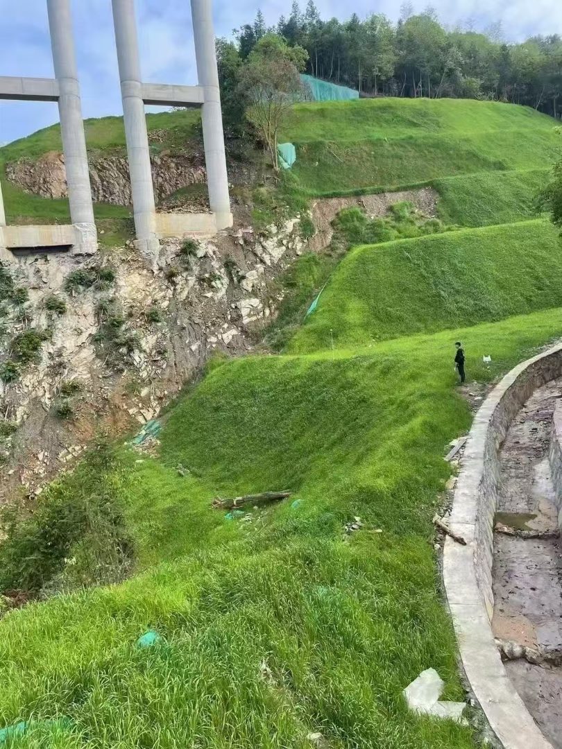 护坡草籽