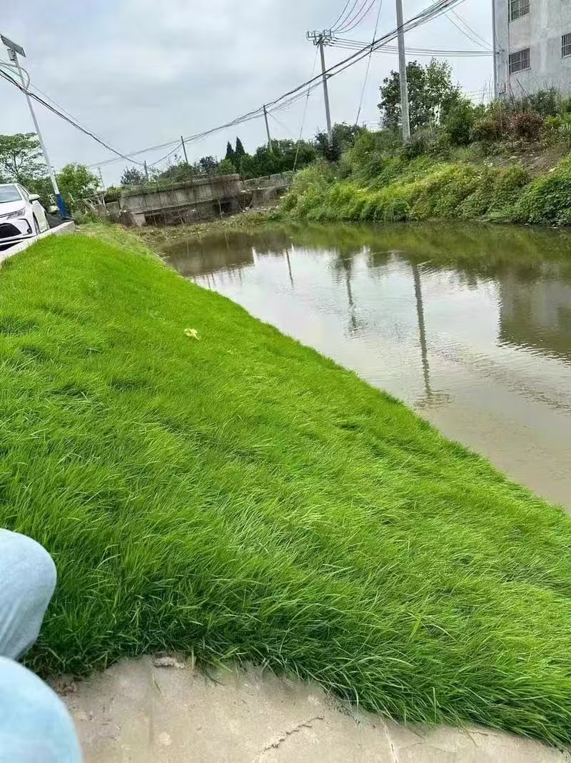 耐旱草坪种子