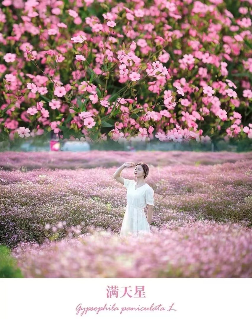 油菜花