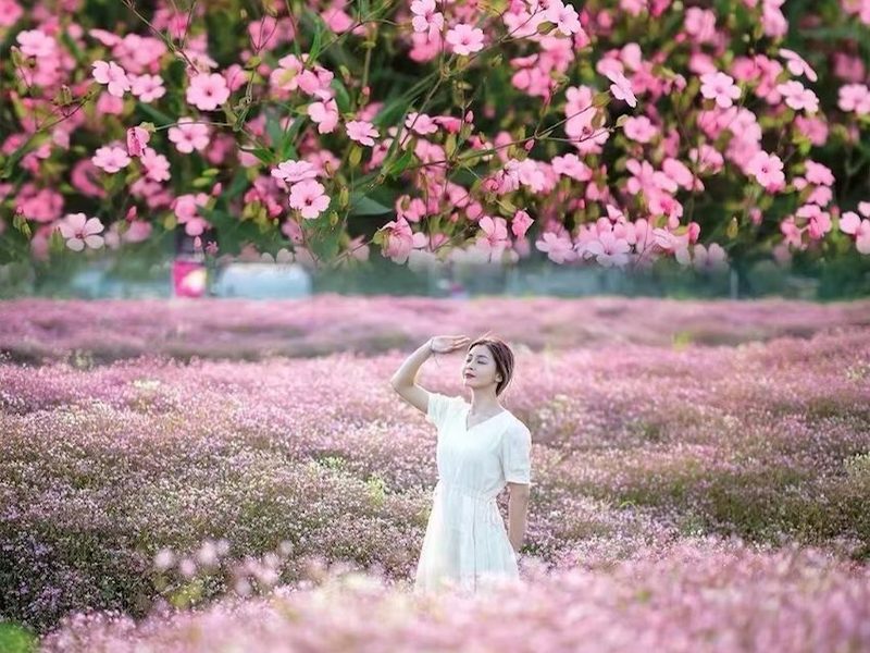 油菜花