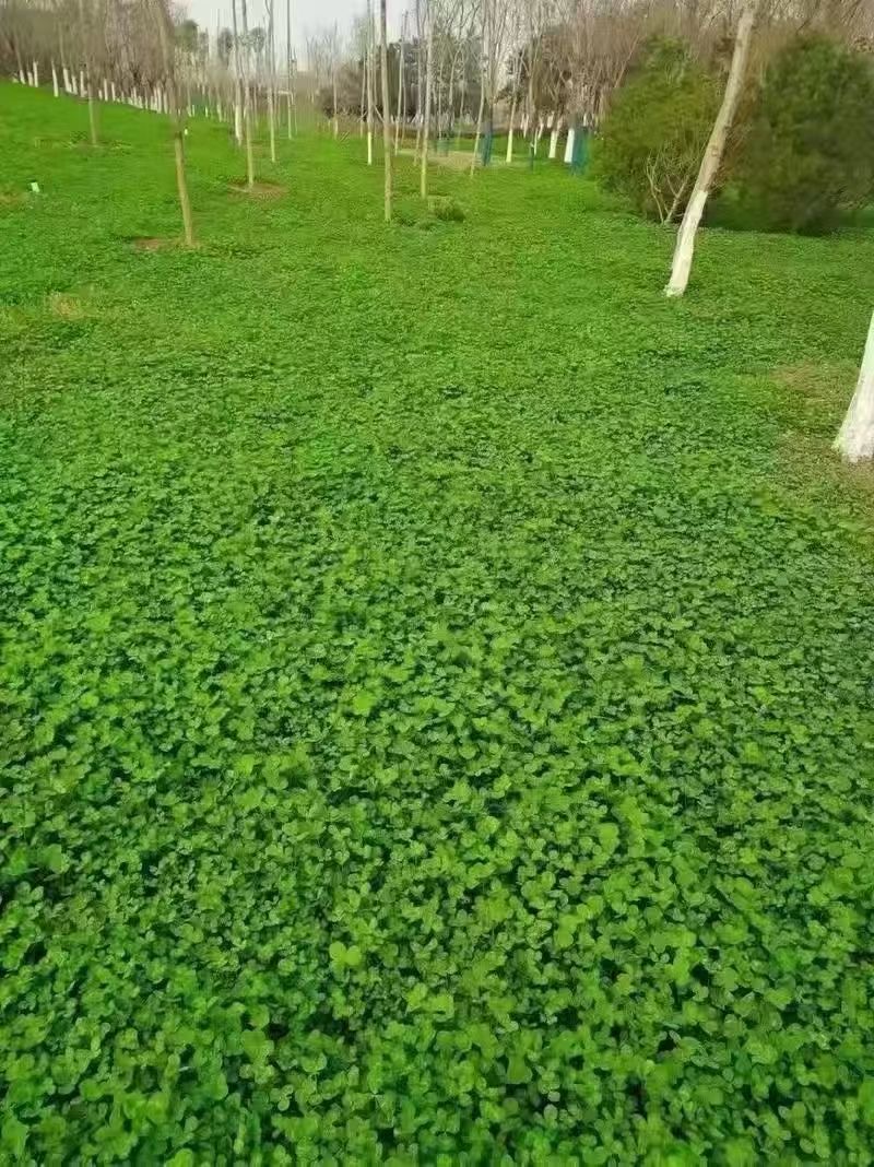 耐寒草坪种子