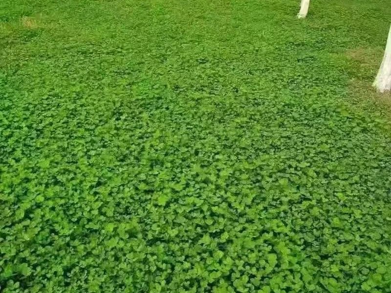 耐寒草坪种子