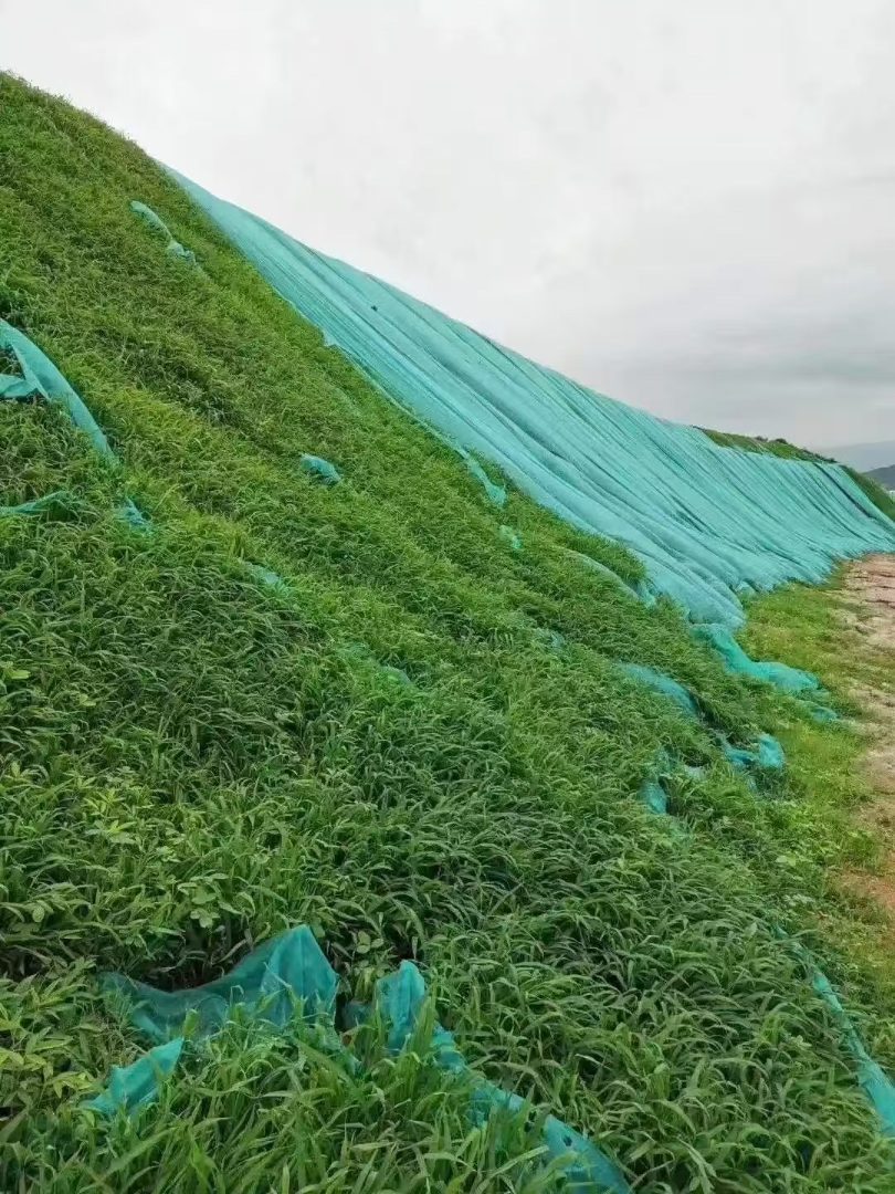 紫穗槐