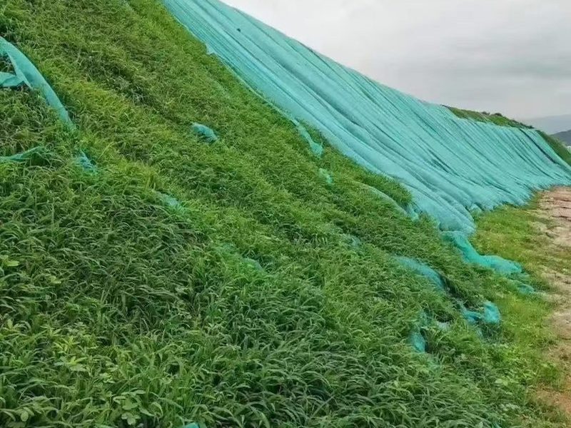 紫穗槐