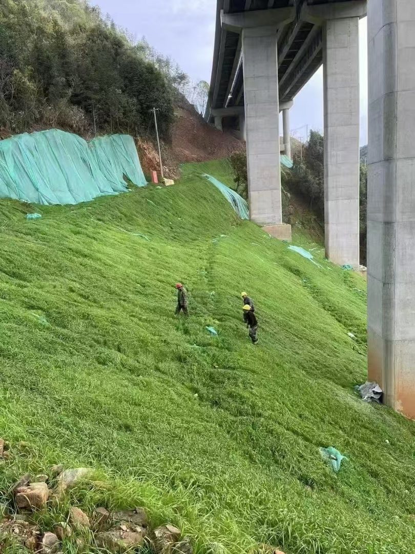 箭筈豌豆