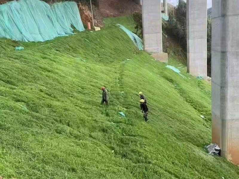 箭筈豌豆
