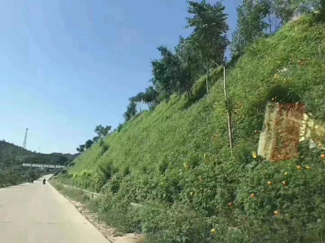 多花木兰