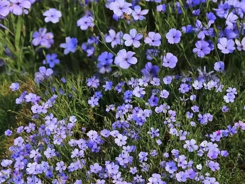 百日菊