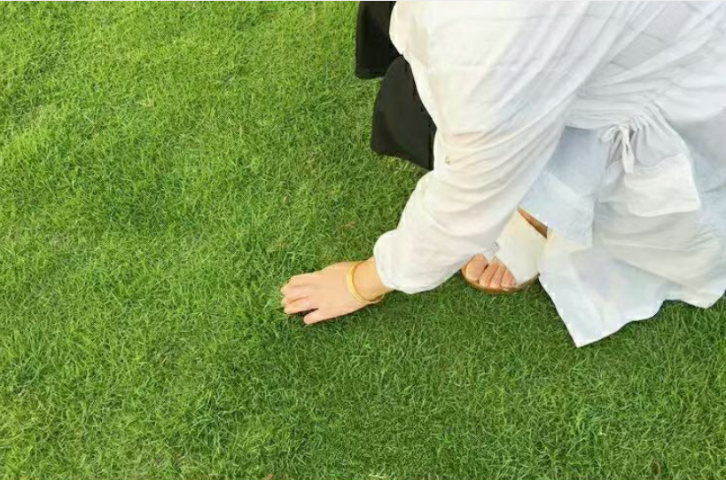 狗牙根