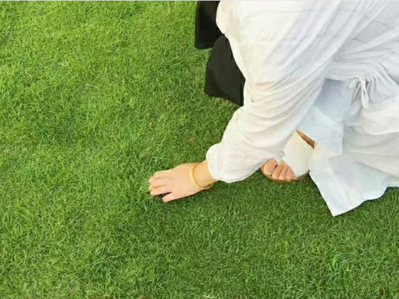 狗牙根