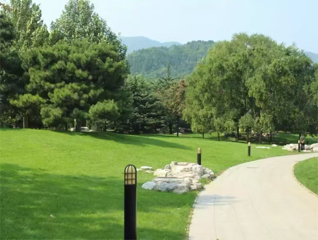 道路绿化草种子