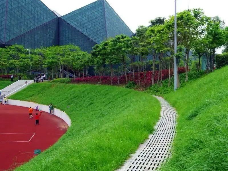 免修剪草皮草籽