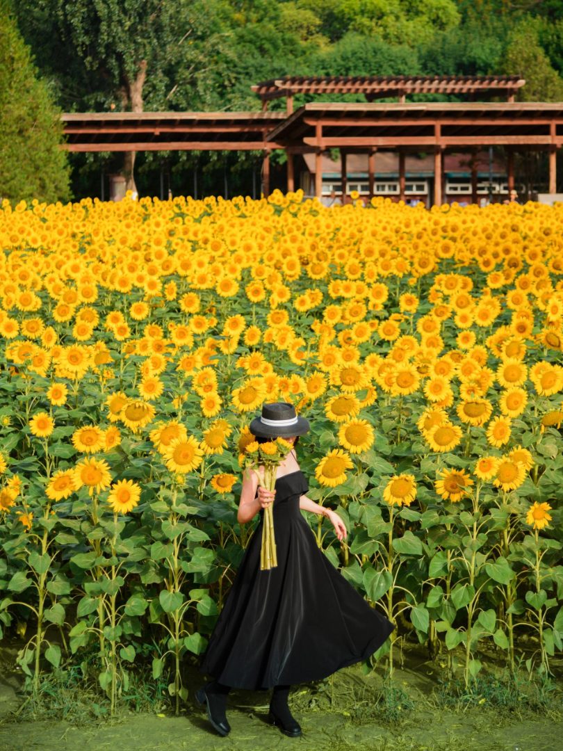 花卉种子