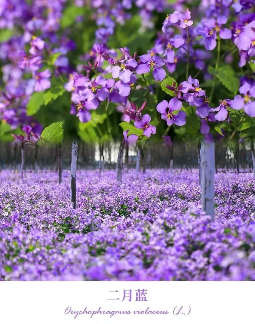 花卉草籽