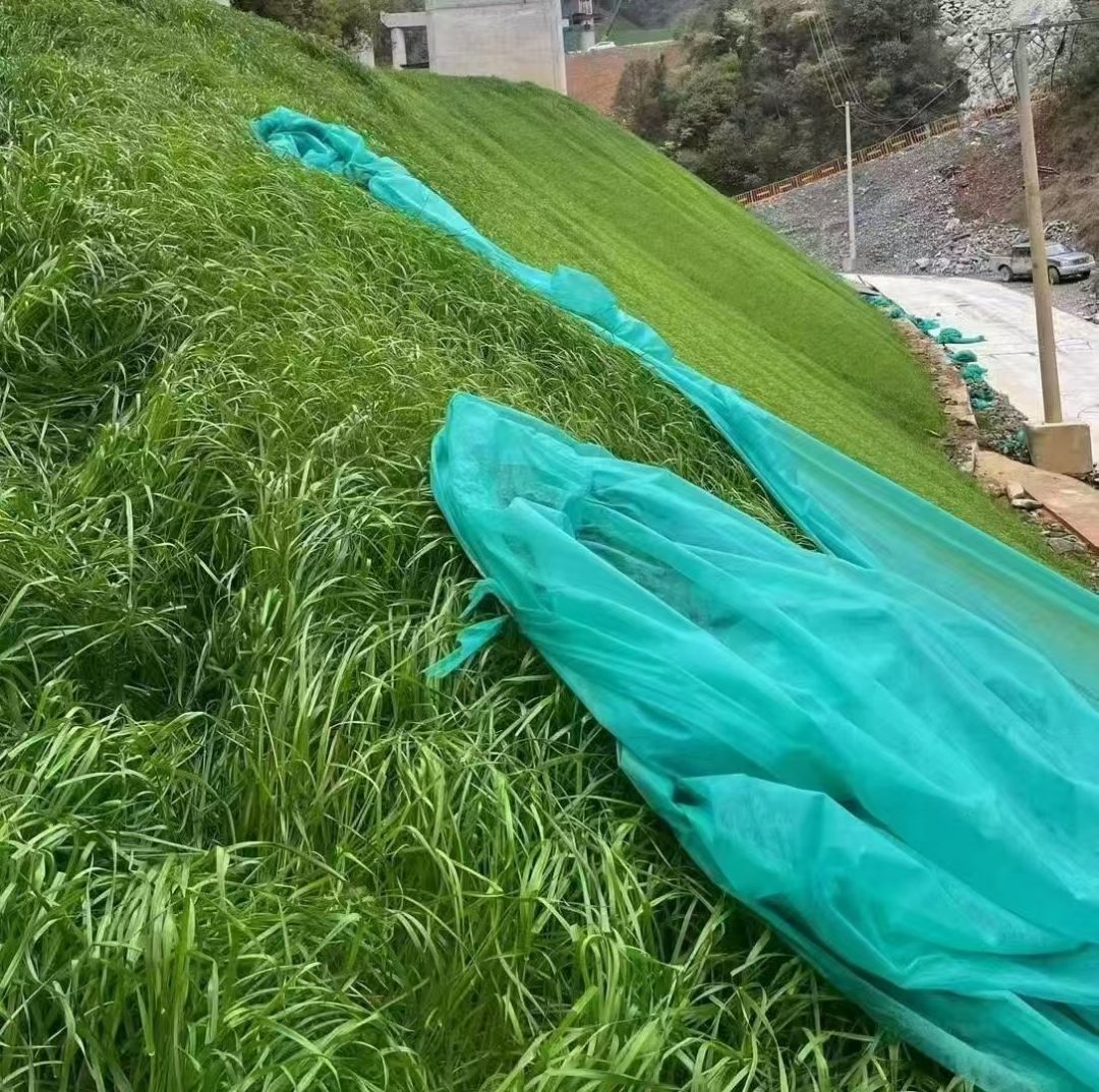 免修剪草皮草籽