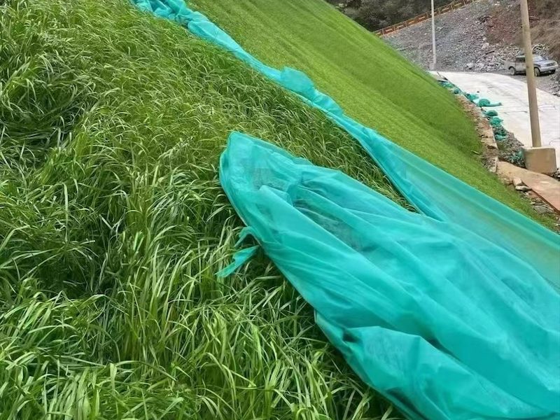 免修剪草皮草籽