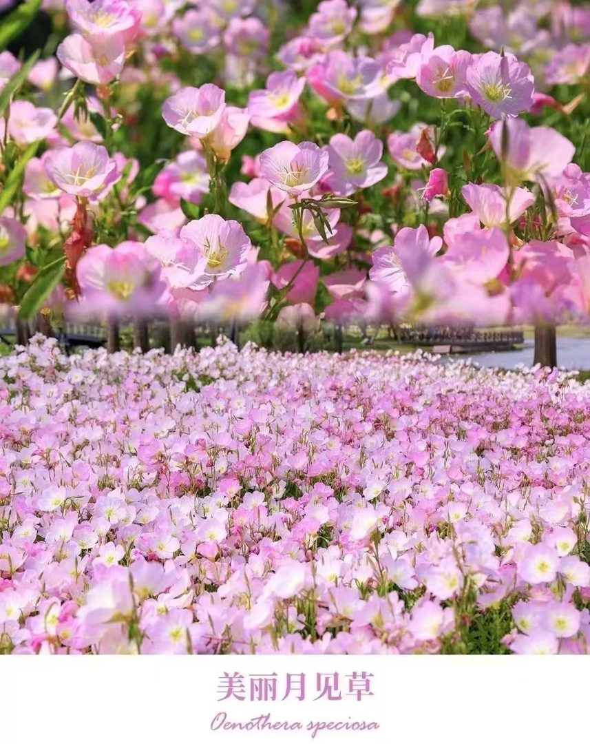 百日菊