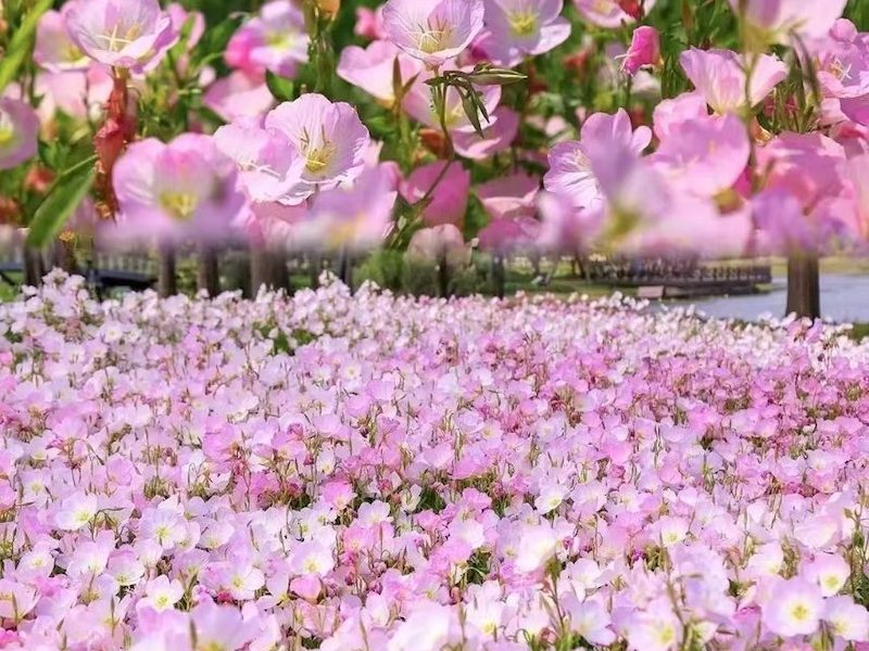 百日菊