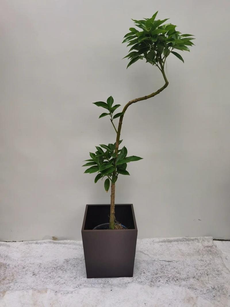 庭院花箱