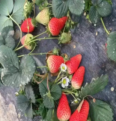 红颜草莓苗