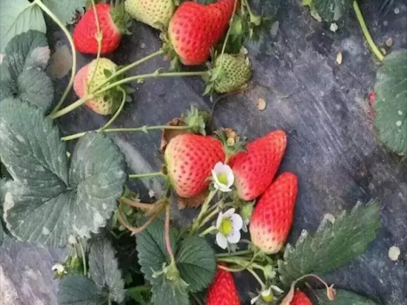 红颜草莓苗