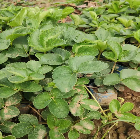 宁玉草莓苗