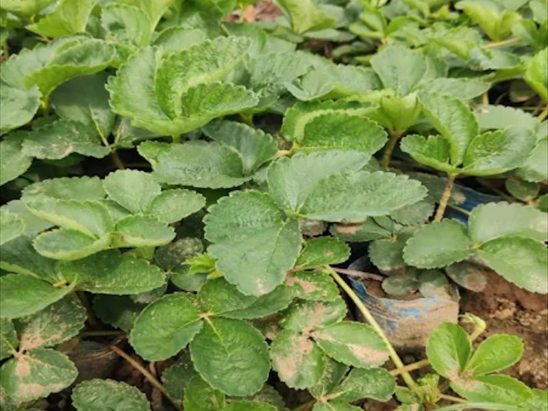 宁玉草莓苗