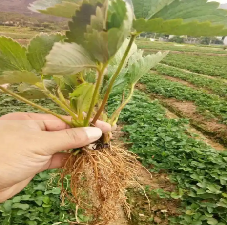 天仙醉草莓苗