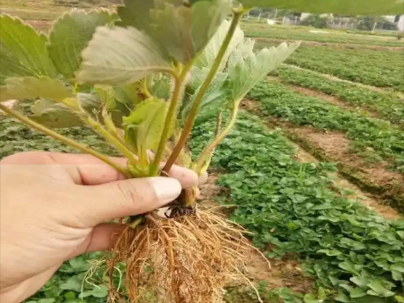 天仙醉草莓苗
