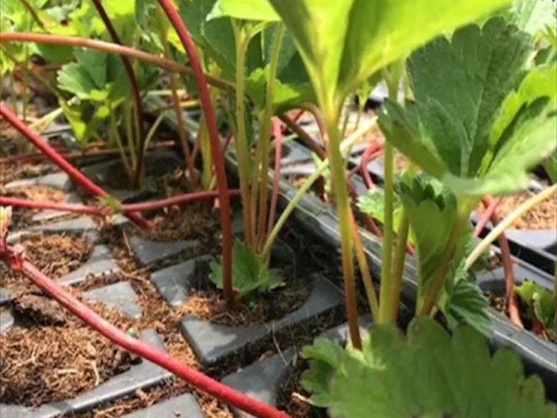 章姬草莓苗