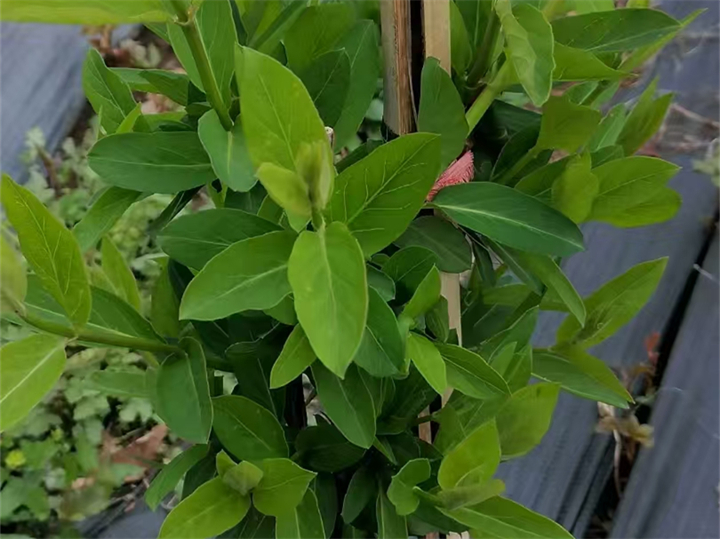 药材防草布