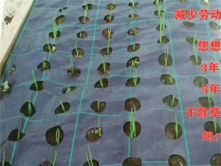 蔬菜防草布