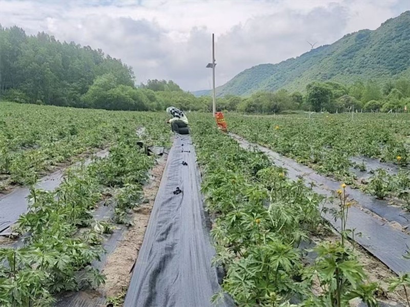 地膜防草布