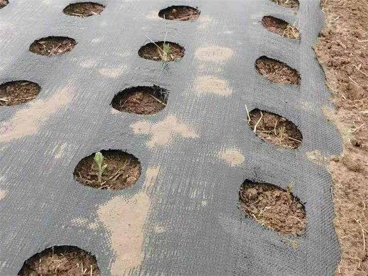 防草布