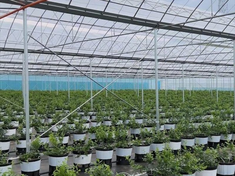 草莓大棚