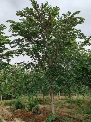 园林绿化巨紫荆树