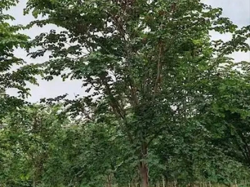 园林绿化巨紫荆树