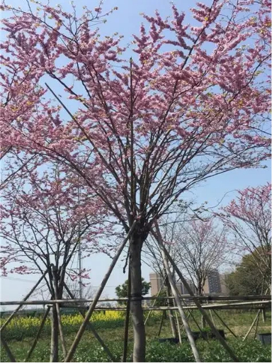 道路美化巨紫荆树