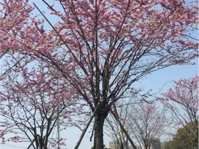 道路美化巨紫荆树