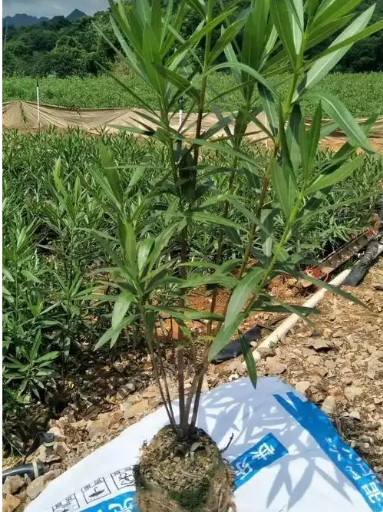 夹竹桃花坛造型树