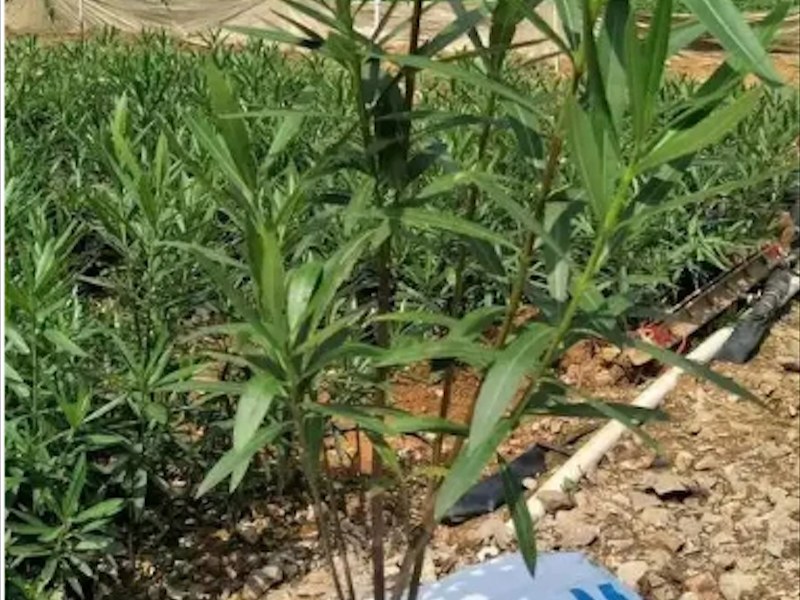 夹竹桃花坛造型树