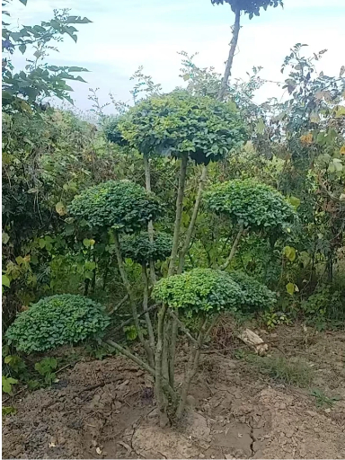 球形亮晶女贞造型树
