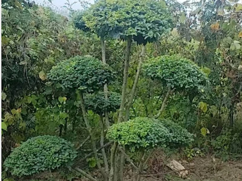 球形亮晶女贞造型树