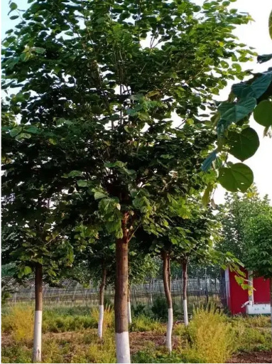公园绿化巨紫荆树