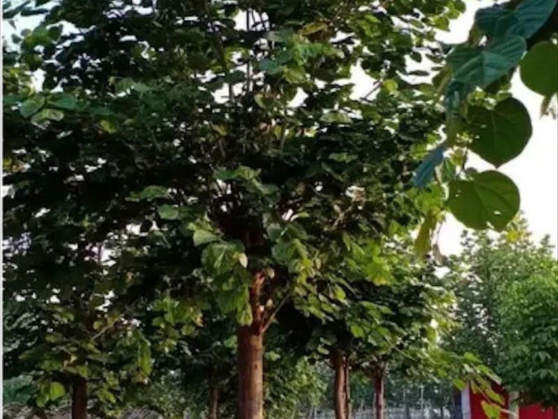 公园绿化巨紫荆树